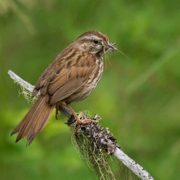 Fear of predators means sparrows struggle to raise chicks to adulthood | New Scientist