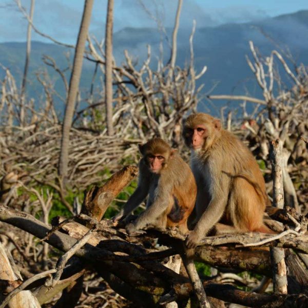 Living through a hurricane accelerated the ageing process for monkeys | New Scientist